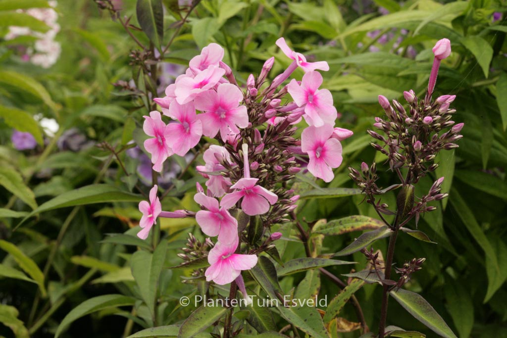 Phlox paniculata 'Barci' (MISS PEPPER)