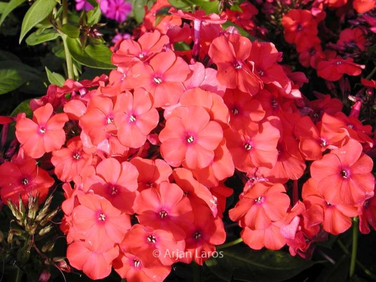 Phlox paniculata 'Orange Perfection'