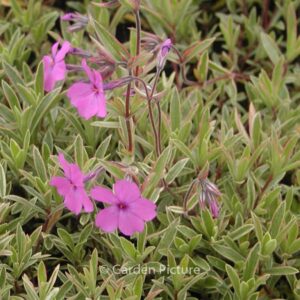 Phlox procumbens 'Variegata'