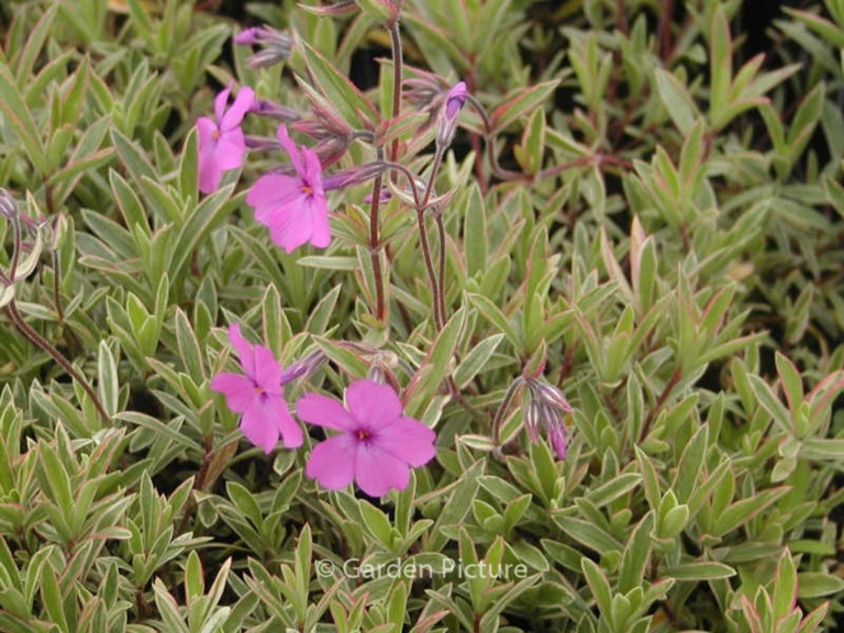 Phlox procumbens 'Variegata'