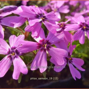 Phlox 'Samson'