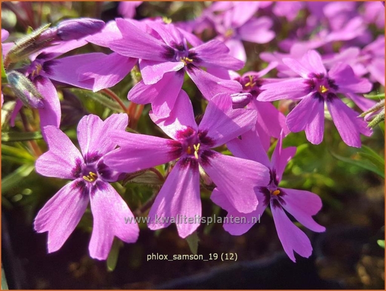 Phlox 'Samson'