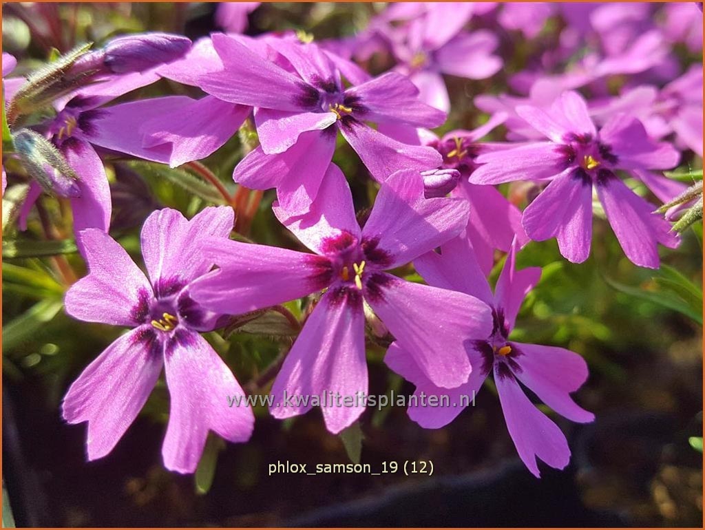Phlox 'Samson'