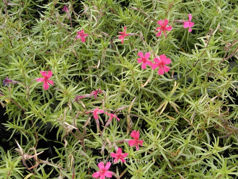 Phlox subulata 'Atropurpurea'