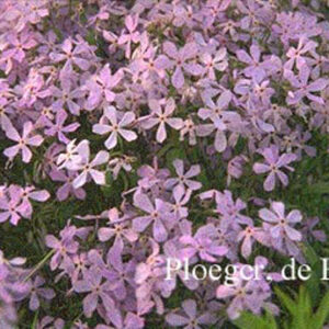 Phlox subulata 'Benita'