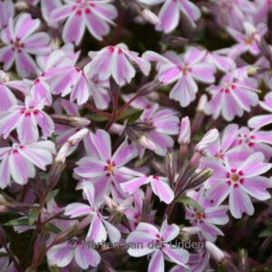 Phlox subulata 'Candy Stripes'