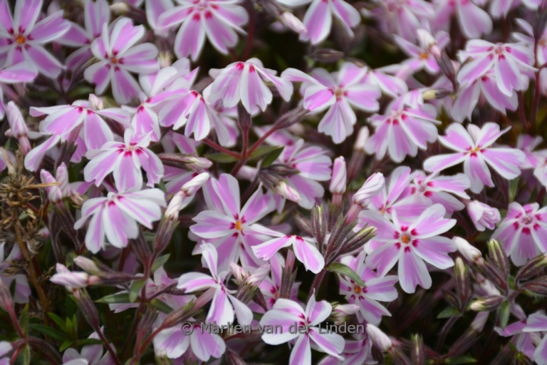 Phlox subulata 'Candy Stripes'