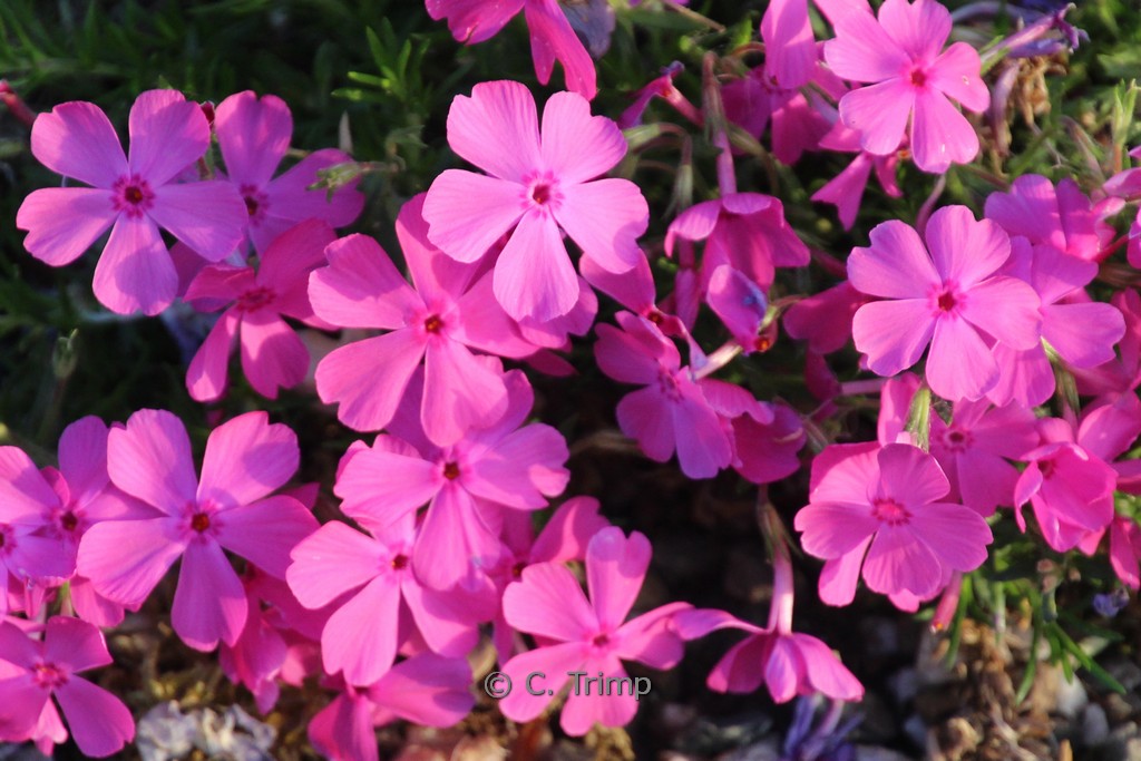 Phlox subulata 'MacDaniel's Cushion'