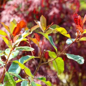 Photinia fraseri 'Camilvy'