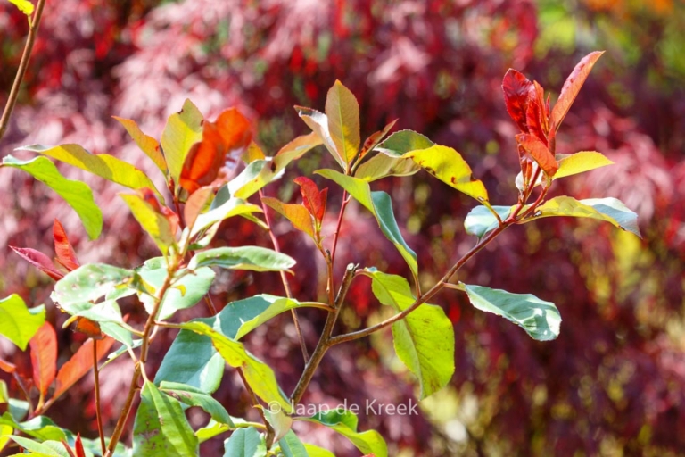 Photinia fraseri 'Camilvy'