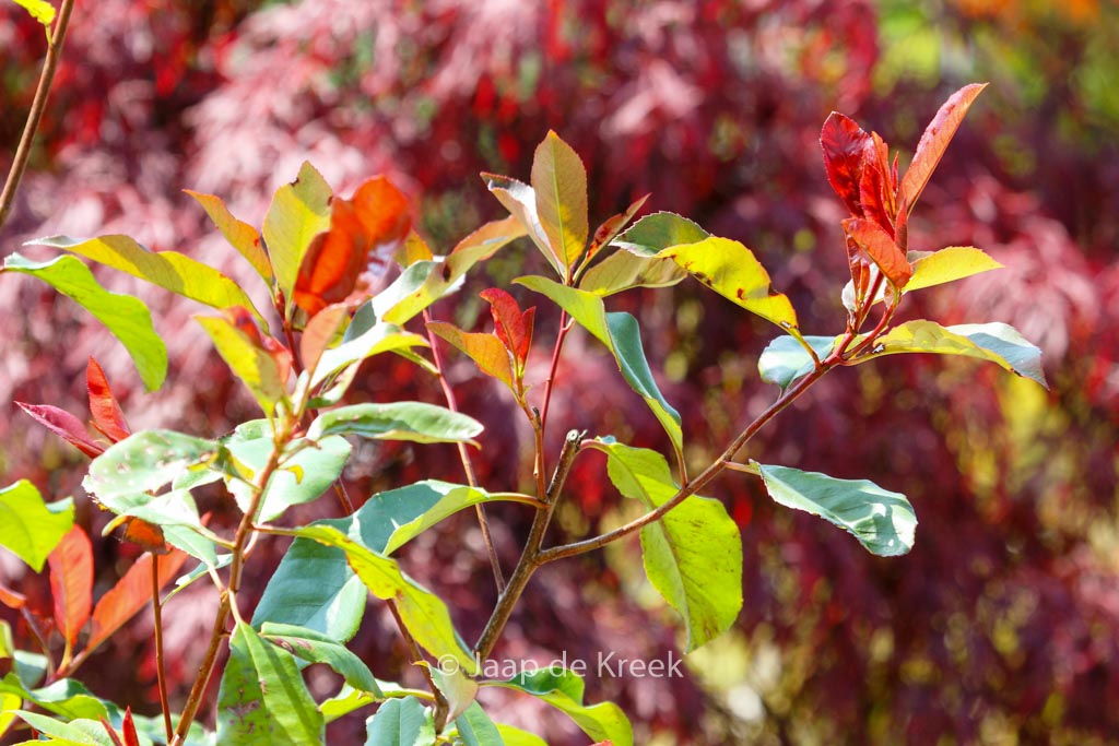 Photinia fraseri 'Camilvy'