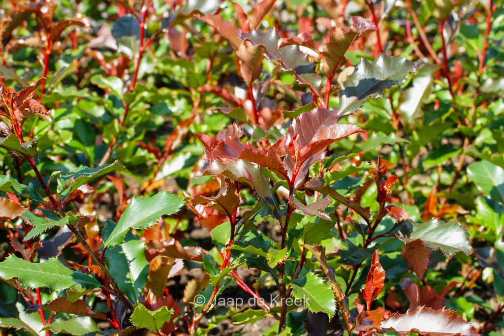 Photinia fraseri 'Kolmavoca' (MAGICAL VOLCANO) - Afbeelding 2