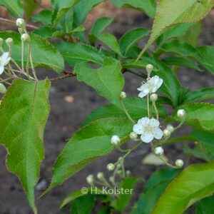 Photinia villosa sinica