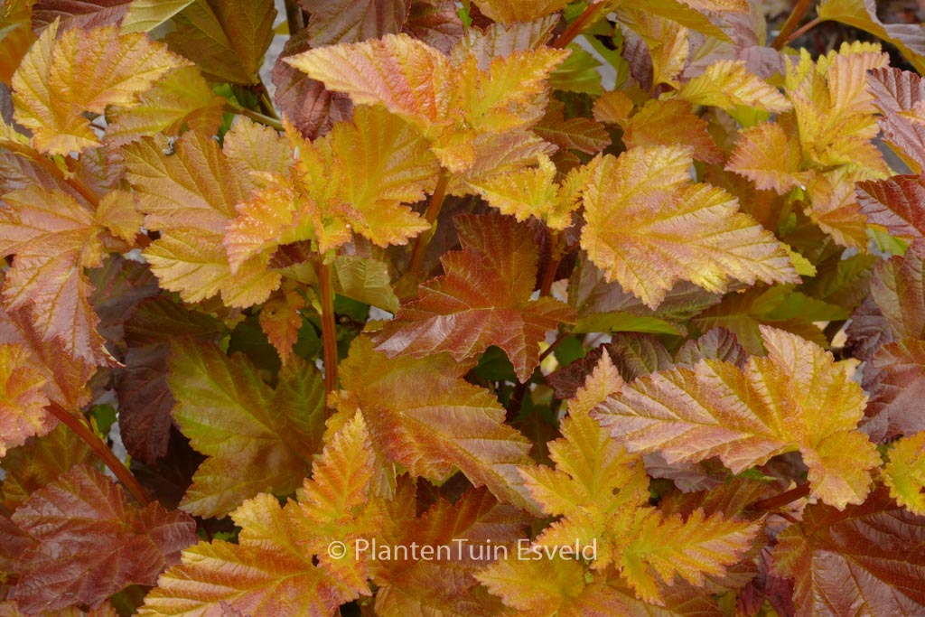 Physocarpus opulifolius 'Jefam' (AMBER JUBILEE)