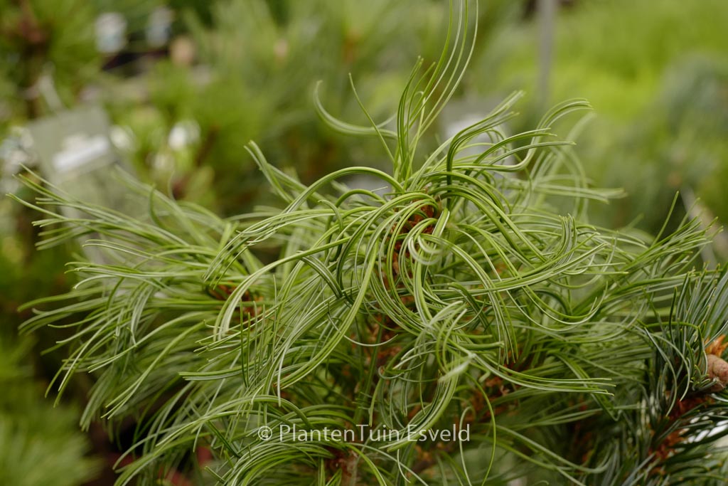 Pinus strobus 'Torulosa'