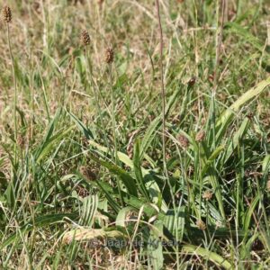 Plantago lanceolata