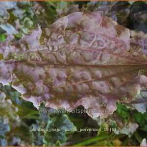 Plantago major 'Purple Perversion'