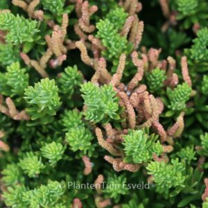 Podocarpus spinulosus