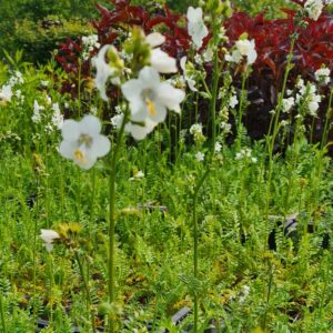 Polemonium caeruleum 'Album'