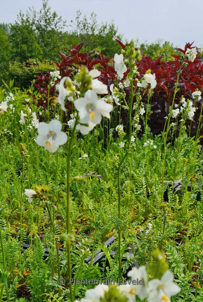 Polemonium caeruleum 'Album'