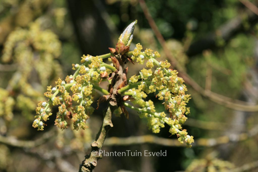Populus lasiocarpa