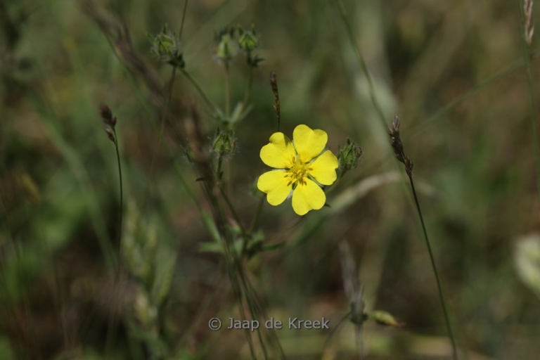 Potentilla argentea