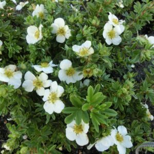 Potentilla fruticosa 'Tilford Cream'