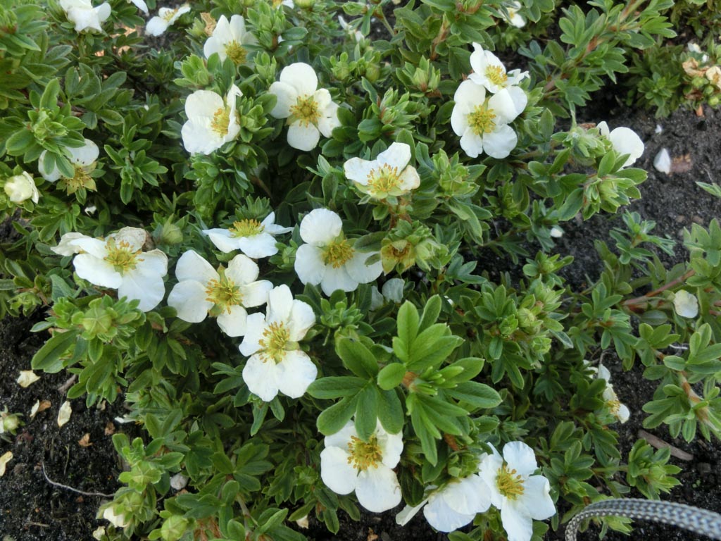 Potentilla fruticosa 'Tilford Cream'