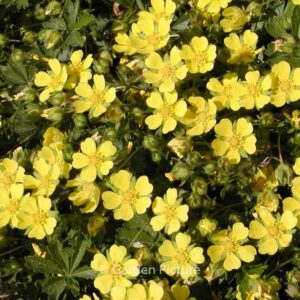 Potentilla neumanniana