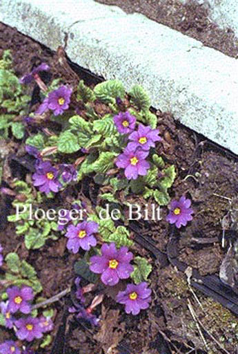 Primula juliae