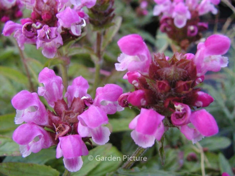 Prunella grandiflora