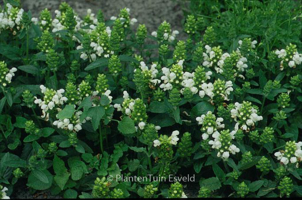Prunella grandiflora 'Alba'