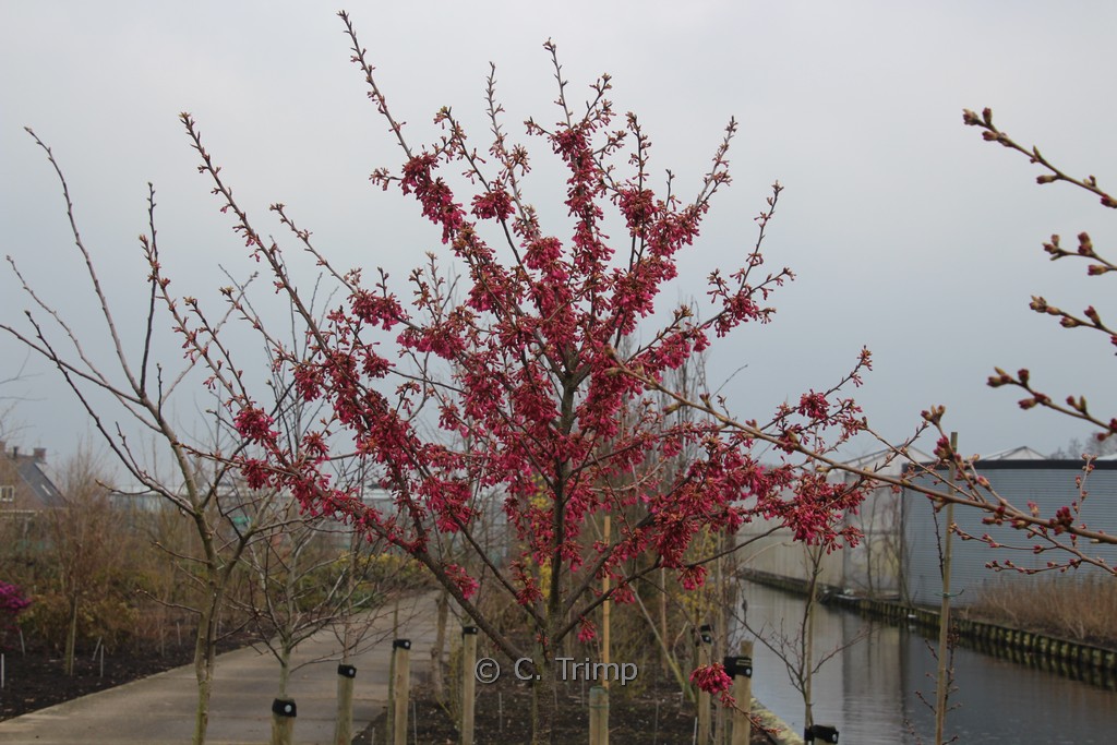 Prunus campanulata - Afbeelding 2