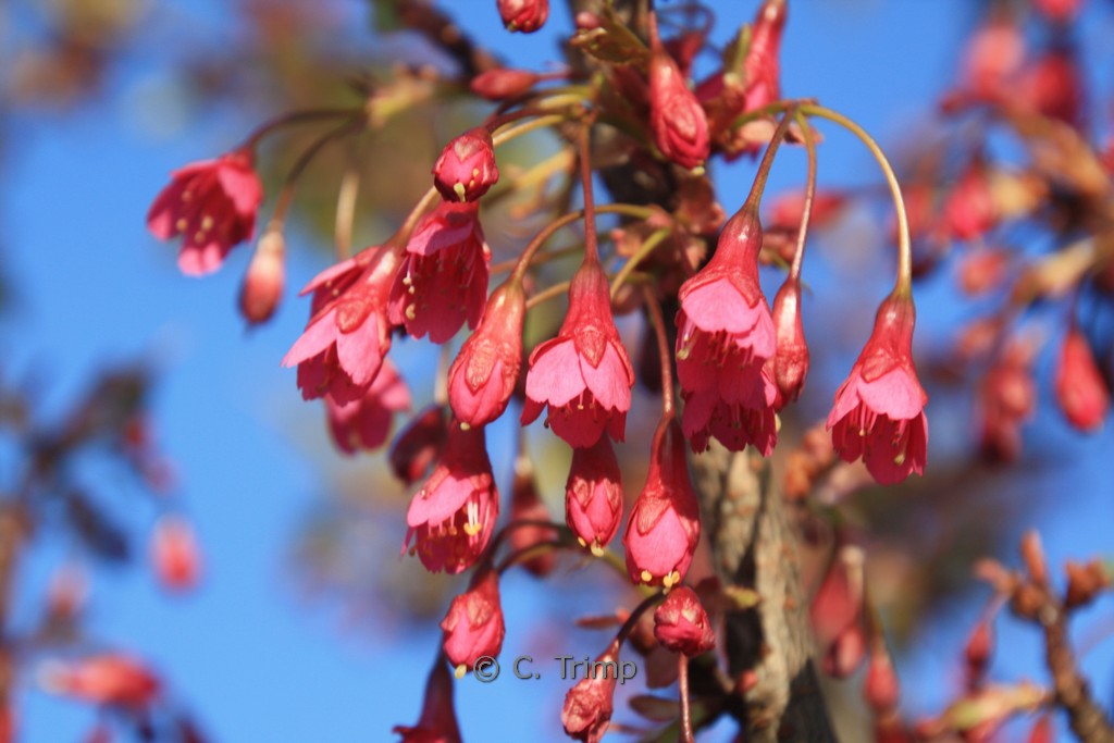 Prunus campanulata - Afbeelding 3
