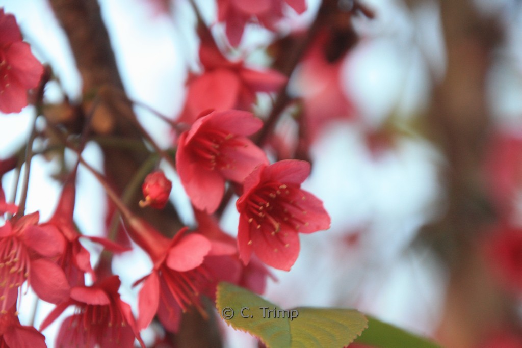 Prunus campanulata - Afbeelding 4