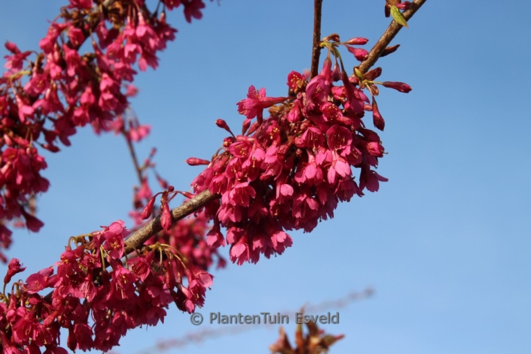 Prunus campanulata