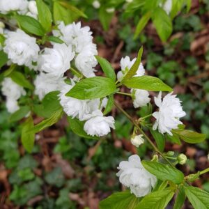 Prunus glandulosa 'Alba Plena'