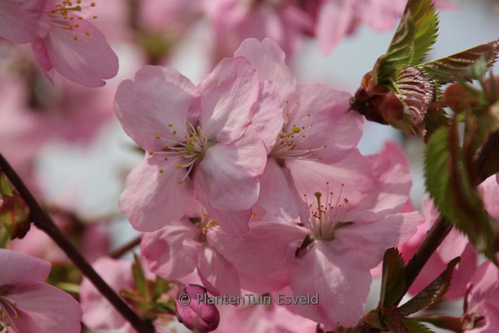 Prunus 'Jacqueline'