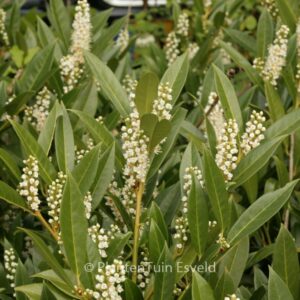 Prunus laurocerasus 'Reynvaanii'