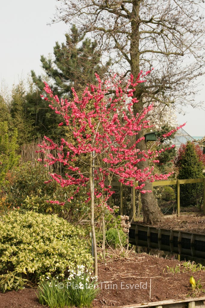 Prunus persica 'Melred'