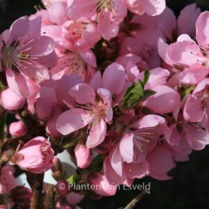 Prunus persica nucipersica