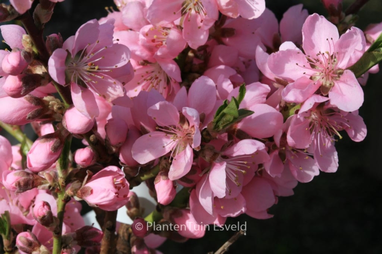 Prunus persica nucipersica