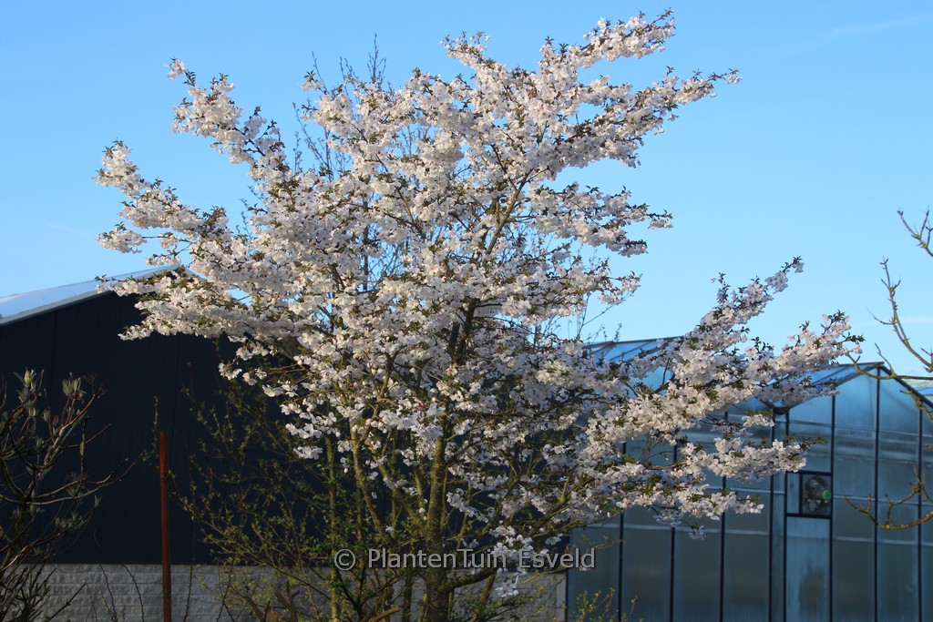 Prunus 'The Bride'