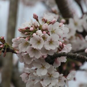 Prunus yedoensis 'Somei Yoshino'