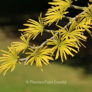 Pseudolarix amabilis