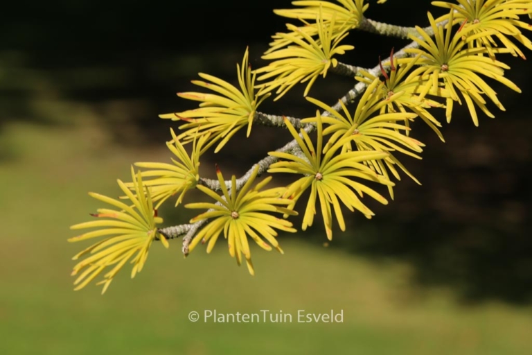 Pseudolarix amabilis