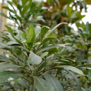 Pseudopanax lessonii