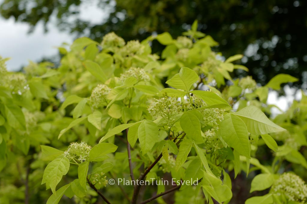 Ptelea trifoliata 'Aurea'