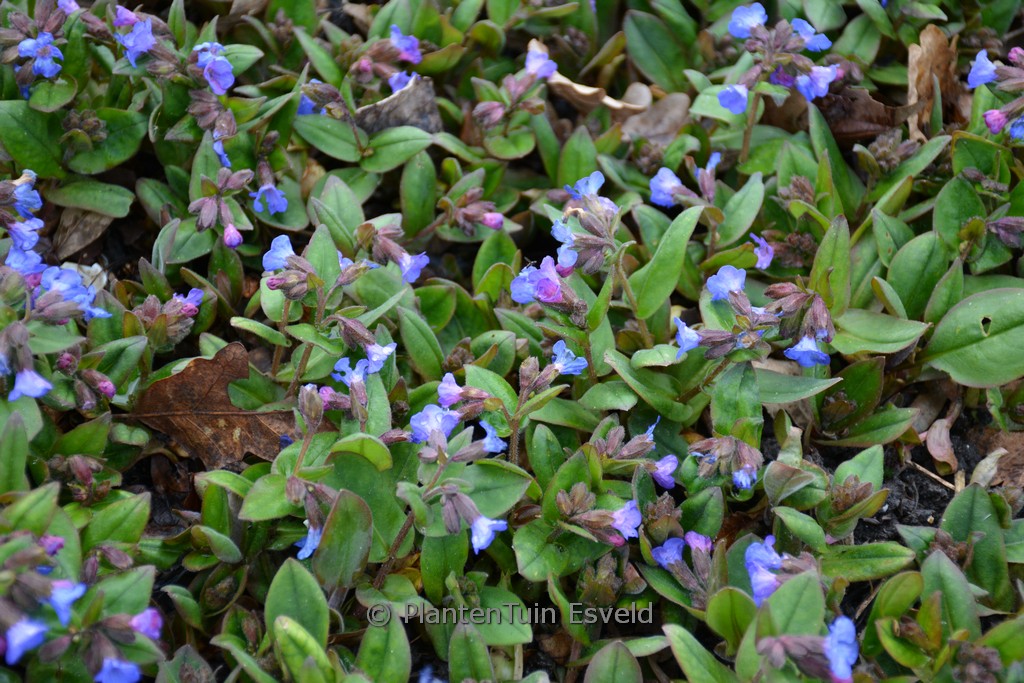 Pulmonaria angustifolia 'Azurea'