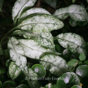 Pulmonaria longifolia 'Diana Clare'